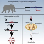 A Zombie LIF Gene in Elephants Is Upregulated by TP53 to Induce Apoptosis in Response to DNA Damage